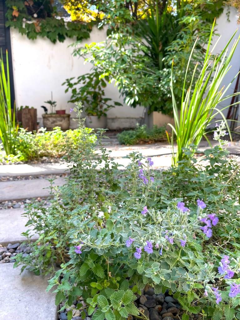 Aura Paisaje - jardines de bajo consumo